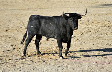 toro negro español con grandes cuernos