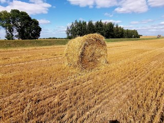 wheat field in the summer in the open countryside