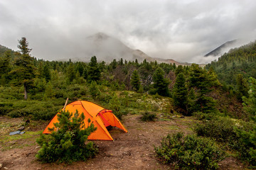 An orange tent stands in the mountains behind a young spruce. A lot of conifers. Dense fog and...