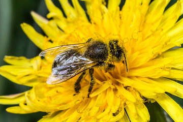 Abeille