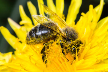 France,Auvergne,Allier,Le Brethon,Insecte