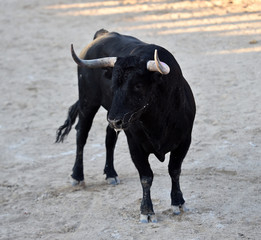 toro negro español con grandes cuernos