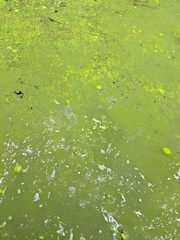 Dirty swamp water texture background, green waste water