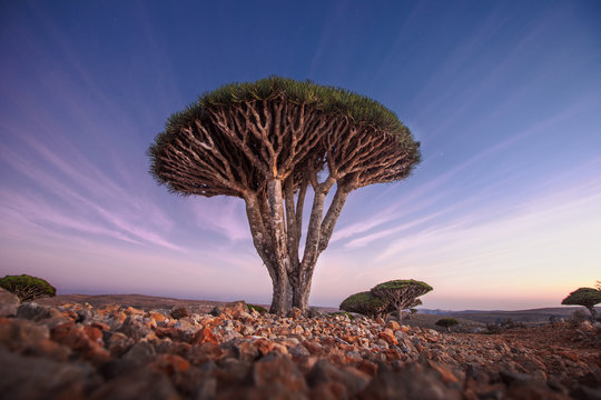 714 Best Dragon Blood Tree Images Stock Photos Vectors Adobe Stock 714 Best Dragon Blood Tree Images Stock Photos Vectors Adobe Stock