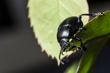 France,Auvergne,Allier,Le Brethon,Insecte