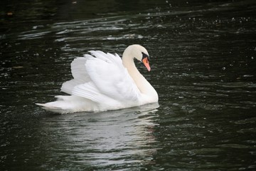 Cygne