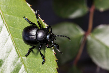 France,Auvergne,Allier,Le Brethon,Insecte