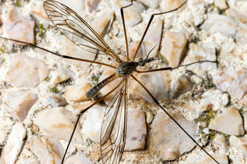 Moustique,Tipule ,Epiphragma ocellare