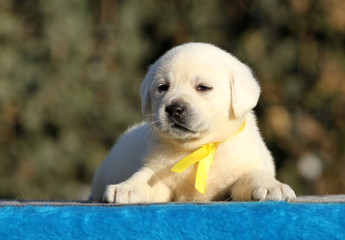 the labrador puppy on a blue background