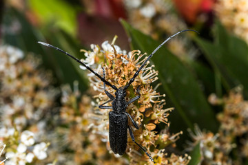 Grand Capricorne,Cerambycidae
