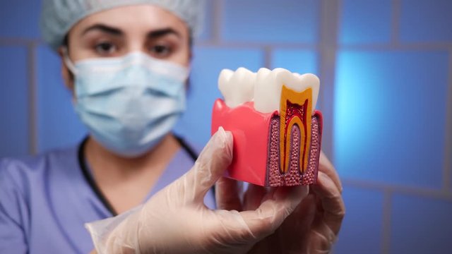 Close Up Of A Doctor Of Dental Surgery  Wearing A Face Mask, Protective Gloves, A Scrub Cap And Stethoscope, Presenting A Model Of Tooth Nerves And Roots, Anatomy Model , While Turning It Around