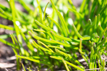 Awakening of spring. Fresh green first shoots. Grass close-up. Abstract image. Creative background for your text.