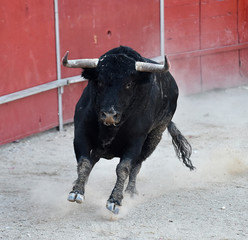 toro español
