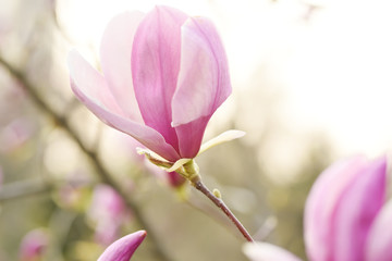 Delicate flowers of pink magnolia of the Sulange variety on a natural spring garden background....