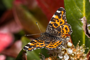 Papillon, Belle Dame, Vanessa Cardui