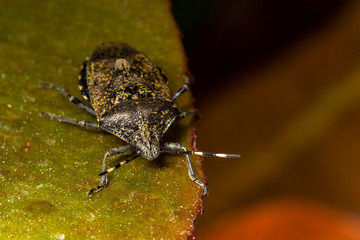 Punaise dorée,Rhaphigaster nebulosa