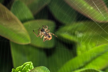 Araignée des Jardins ou Araignée Porte-Croix,Epeire Diadème