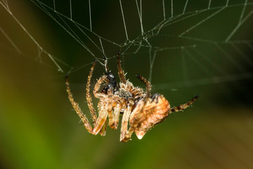 Araignée des Jardins ou Araignée Porte-Croix,Epeire Diadème