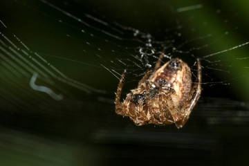 Araignée des Jardins ou Araignée Porte-Croix,Epeire Diadème