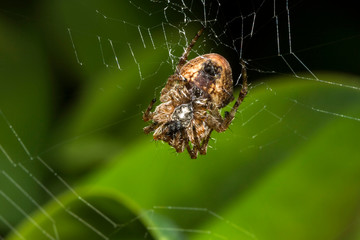 France,Auvergne,Allier,Le Brethon,Insecte