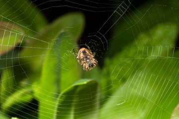 Araignée des Jardins ou Araignée Porte-Croix,Epeire Diadème
