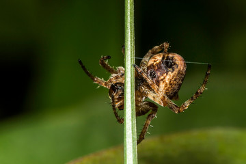 Araignée des Jardins ou Araignée Porte-Croix,Epeire Diadème