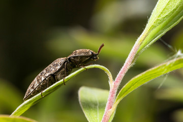 France,Auvergne,Allier,Le Brethon,Insecte