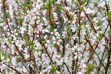 Cherry blossom tree branches with flower petals in spring. Oriental cherry.
