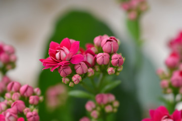 Florist kalanchoe