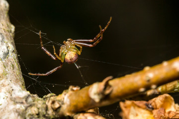 Araignee,Araignee courge,Araniella cucurbitina