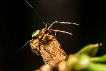 France,Auvergne,Allier,Le Brethon,Insecte