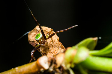 France,Auvergne,Allier,Le Brethon,Insecte