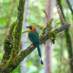 A rufous motmot (Baryphthengus martii) on a branch in the cloud forest of Mindo near Quito, Ecuador.