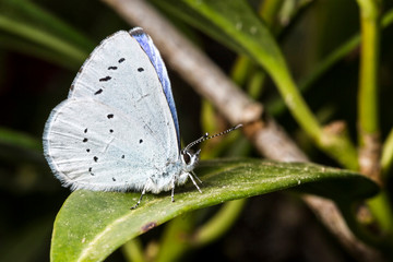 Papillon,Argus à bande noire ou Azuré des Nerpruns,Celastrina argiolus