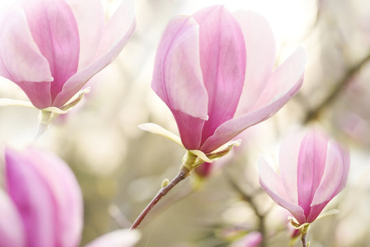 Delicate flowers of pink magnolia of the Sulange variety on a natural spring garden background. soft selective focus. Art photo. Floral natural seasonal spring background.