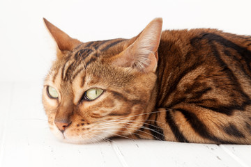 Fototapeta na wymiar Bengal cat lying on white wooden floor