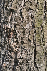 Eastern white pine