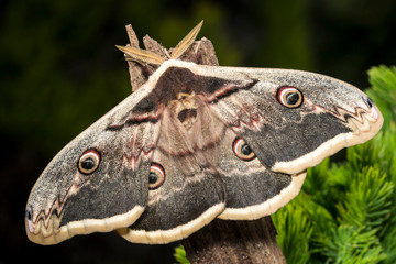France,Auvergne,Allier,Le Brethon,Insecte