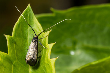 Grand Capricorne,Cerambycidae