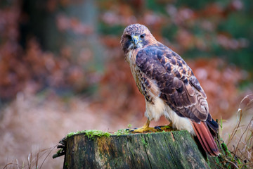 Buteo jamaicensis red-tailed hawk, mysiak cervenochvosty,kane rudoocasa