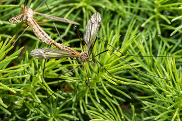 France,Auvergne,Allier,Le Brethon,Insecte