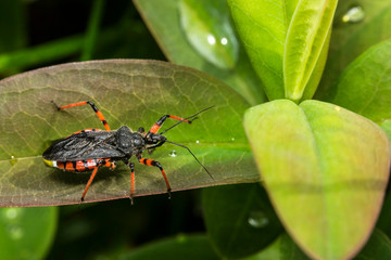 France,Auvergne,Allier,Le Brethon,Insecte
