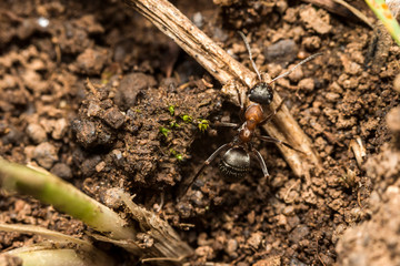 France,Auvergne,Allier,Le Brethon,Insecte