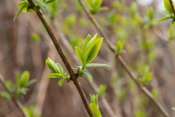 Honeysuckle Leaves Sprouting in Springtime