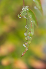 dew drops on green leaf
