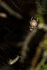 Araignée des Jardins ou Araignée Porte-Croix,Epeire Diadème
