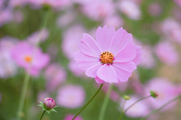 Flower field in summer.Scenery view of beautiful cosmos flower field in morning.Pink flowers field landscape