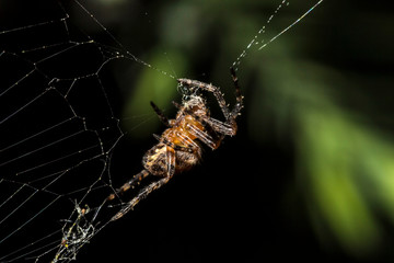 France,Auvergne,Allier,Le Brethon,Insecte