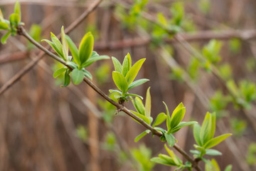 Honeysuckle Leaves Sprouting in Springtime