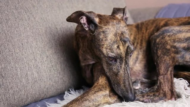 Spanish Greyhound Galgo dog laying on a couch with head down and thinking